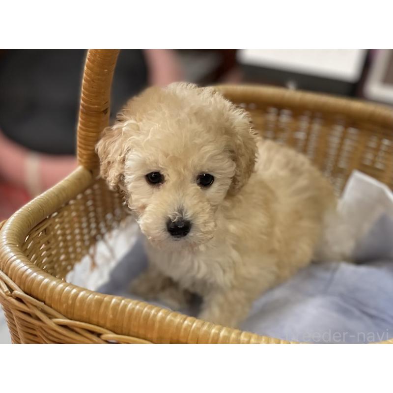 成約済の福岡県のトイプードル-441070の3枚目