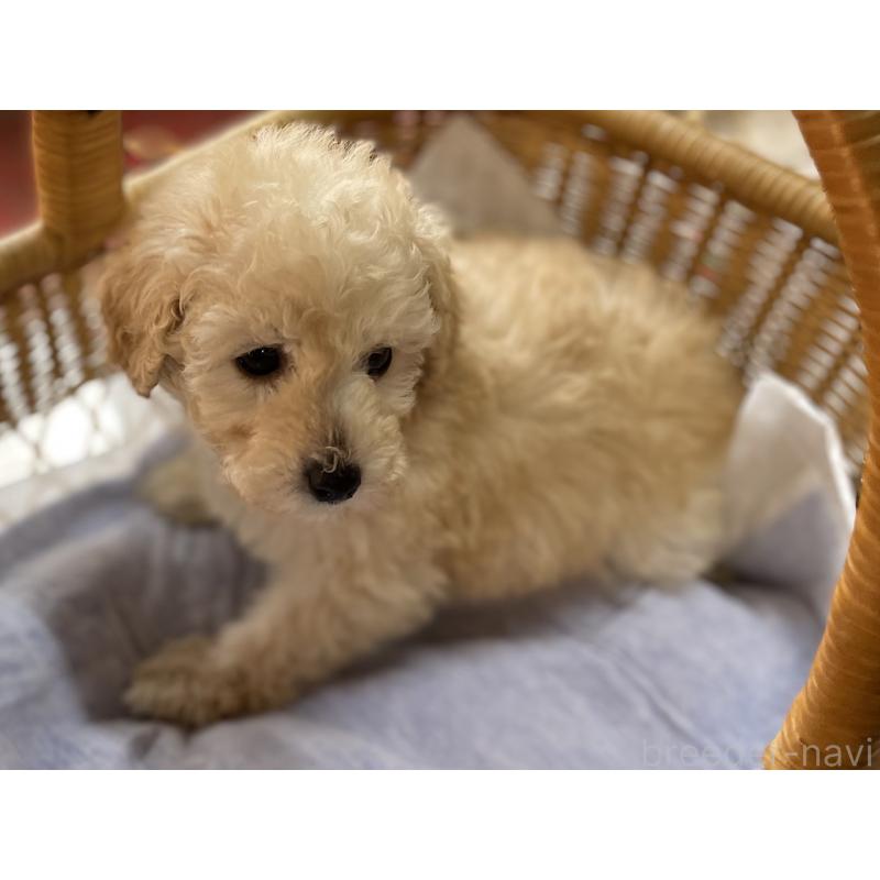 成約済の福岡県のトイプードル-441070の2枚目