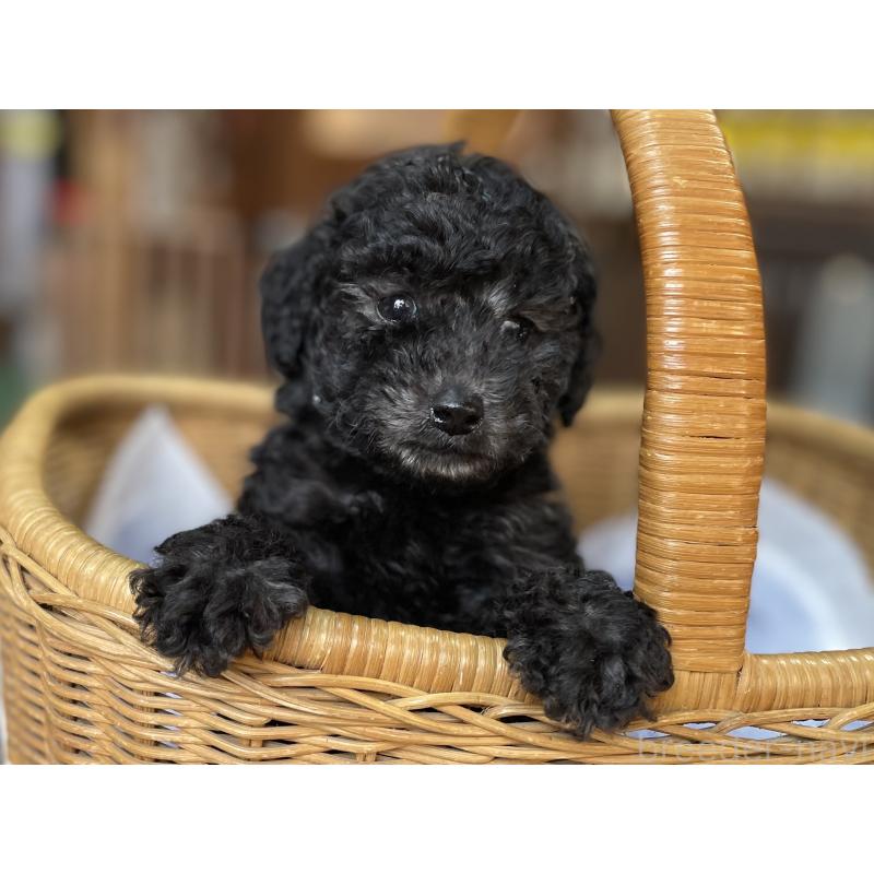 販売中の福岡県のトイプードル-441071の5枚目