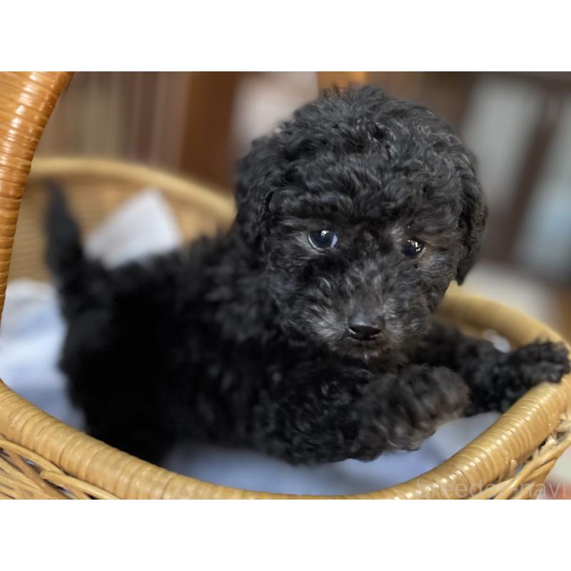 販売中の福岡県のトイプードル-441071の4枚目