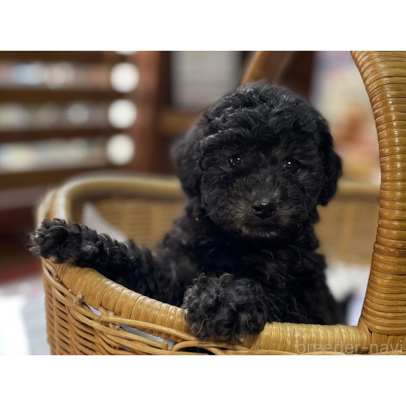 販売中の福岡県のトイプードル-441071の3枚目