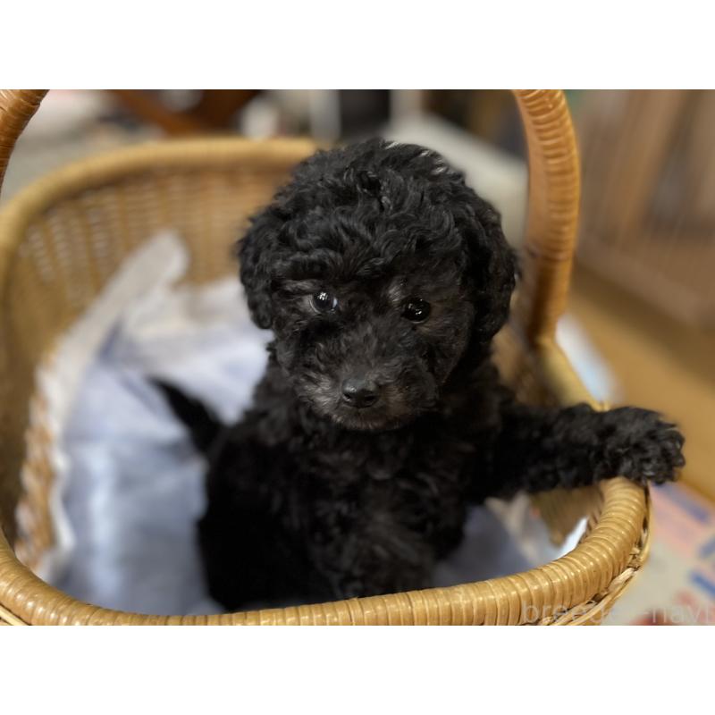 販売中の福岡県のトイプードル-441071の2枚目