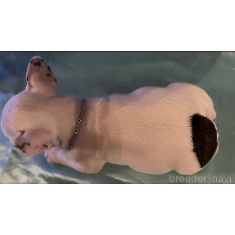 販売中の埼玉県のフレンチブルドッグ-436613の3枚目