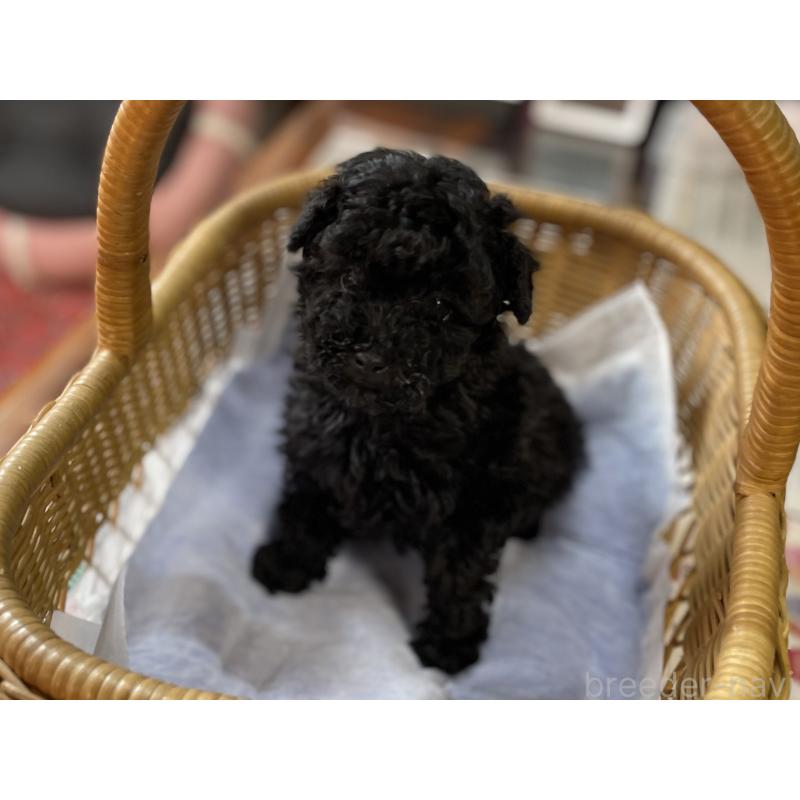 販売中の福岡県のトイプードル-441072の6枚目