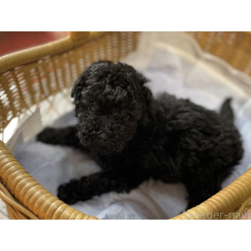 販売中の福岡県のトイプードル-441072の5枚目