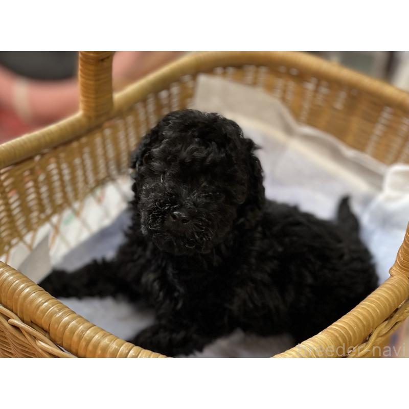 販売中の福岡県のトイプードル-441072の4枚目