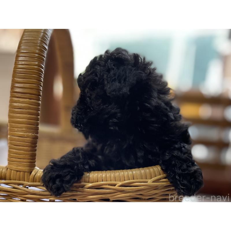 販売中の福岡県のトイプードル-441072の3枚目