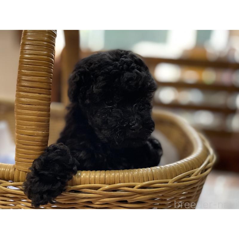 販売中の福岡県のトイプードル-441072の2枚目