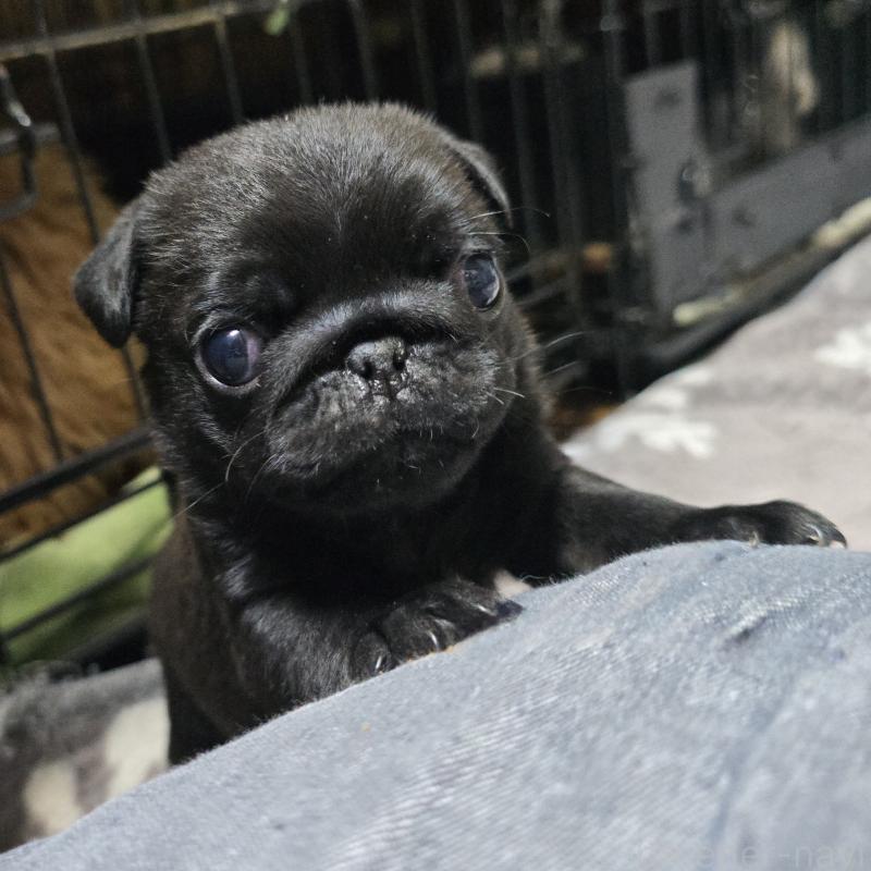 販売中の岡山県のパグ-436738