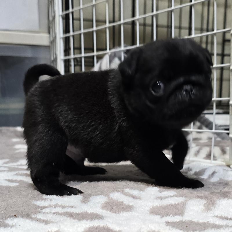 成約済の岡山県のパグ-436738の2枚目