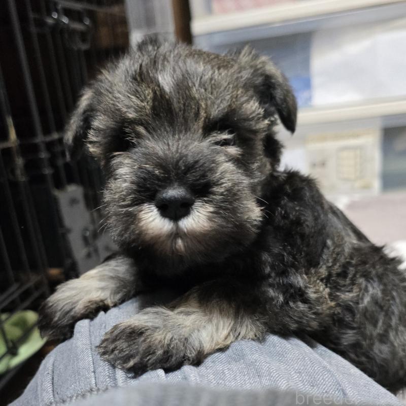 成約済の岡山県のミニチュアシュナウザー-435084の5枚目