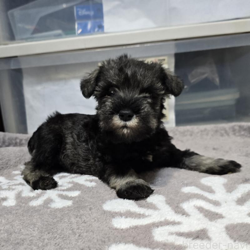 成約済の岡山県のミニチュアシュナウザー-435084の4枚目