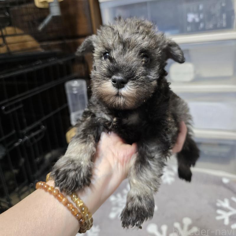 販売中の岡山県のミニチュアシュナウザー-435085