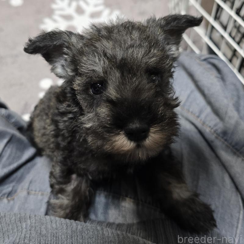 成約済の岡山県のミニチュアシュナウザー-435085の5枚目