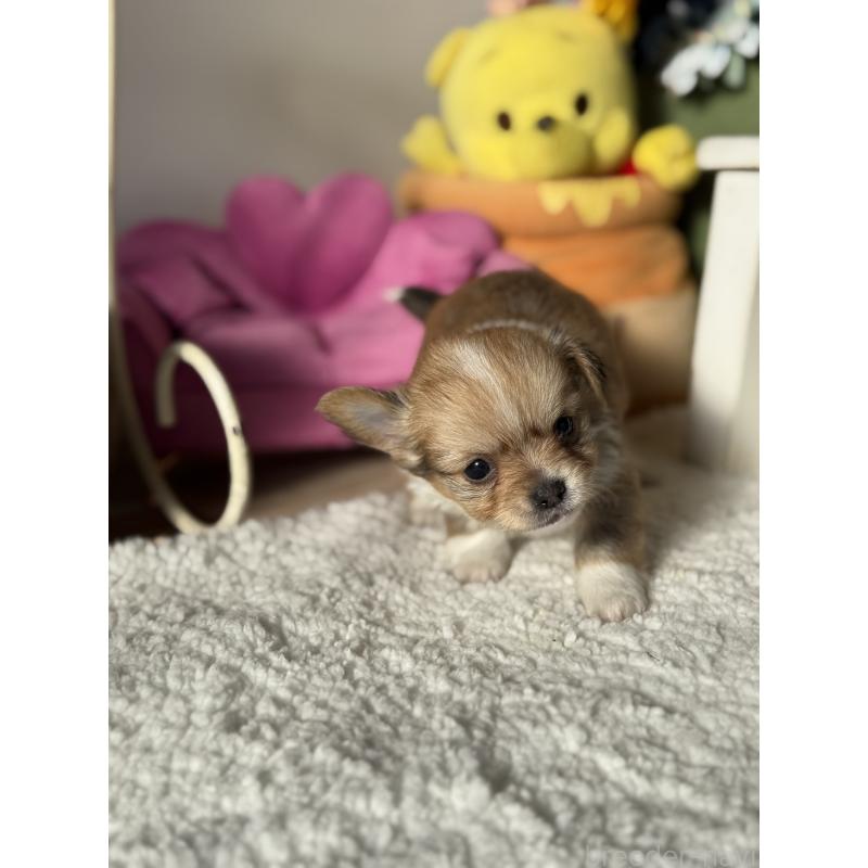 販売中の宮崎県のチワワ(ロングコート)-438833の16枚目