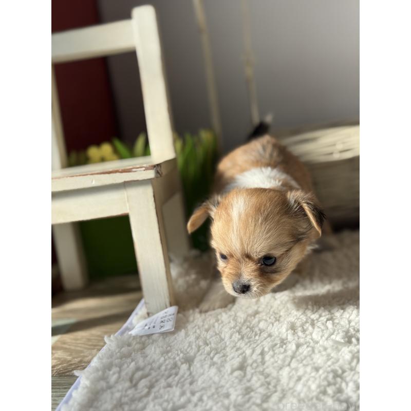 販売中の宮崎県のチワワ(ロングコート)-438833の15枚目