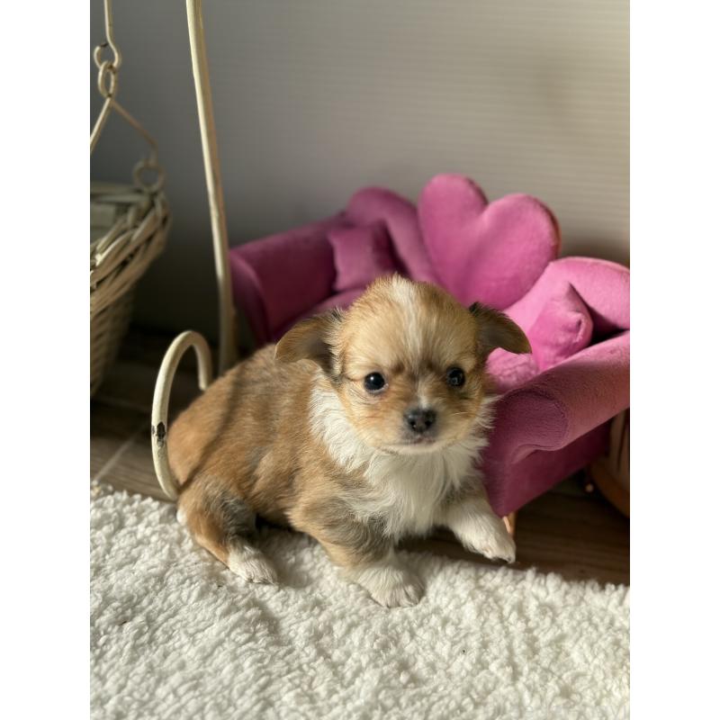 販売中の宮崎県のチワワ(ロングコート)-438833の13枚目