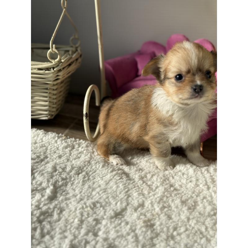 販売中の宮崎県のチワワ(ロングコート)-438833の12枚目