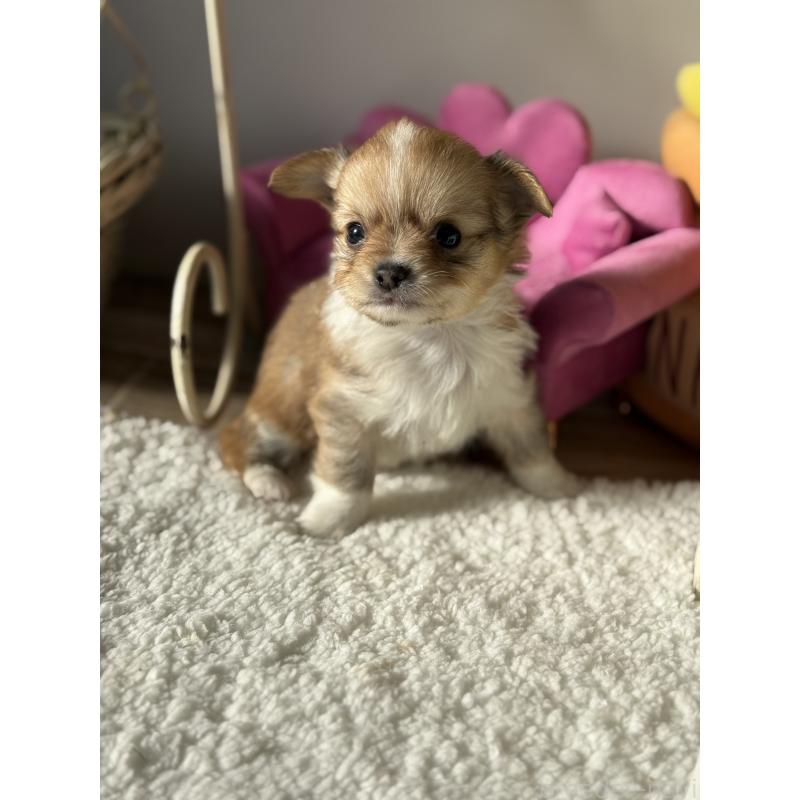 販売中の宮崎県のチワワ(ロングコート)-438833の11枚目