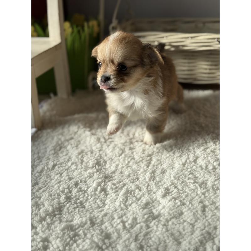 販売中の宮崎県のチワワ(ロングコート)-438833の10枚目