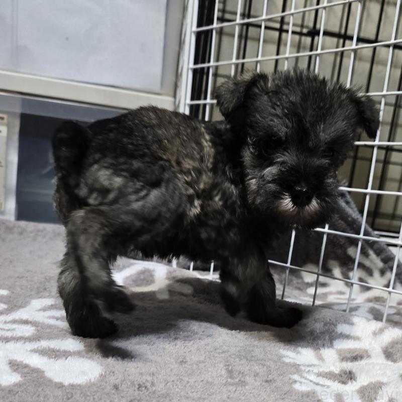 成約済の岡山県のミニチュアシュナウザー-435086の2枚目