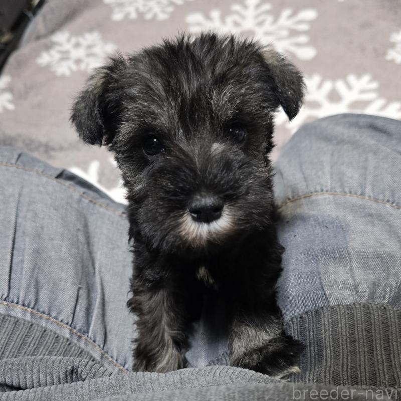 販売中の岡山県のミニチュアシュナウザー-435087