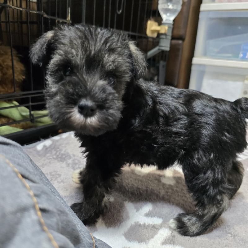 成約済の岡山県のミニチュアシュナウザー-435087の4枚目