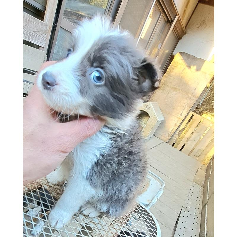 販売中の千葉県のミックス犬-441078の12枚目