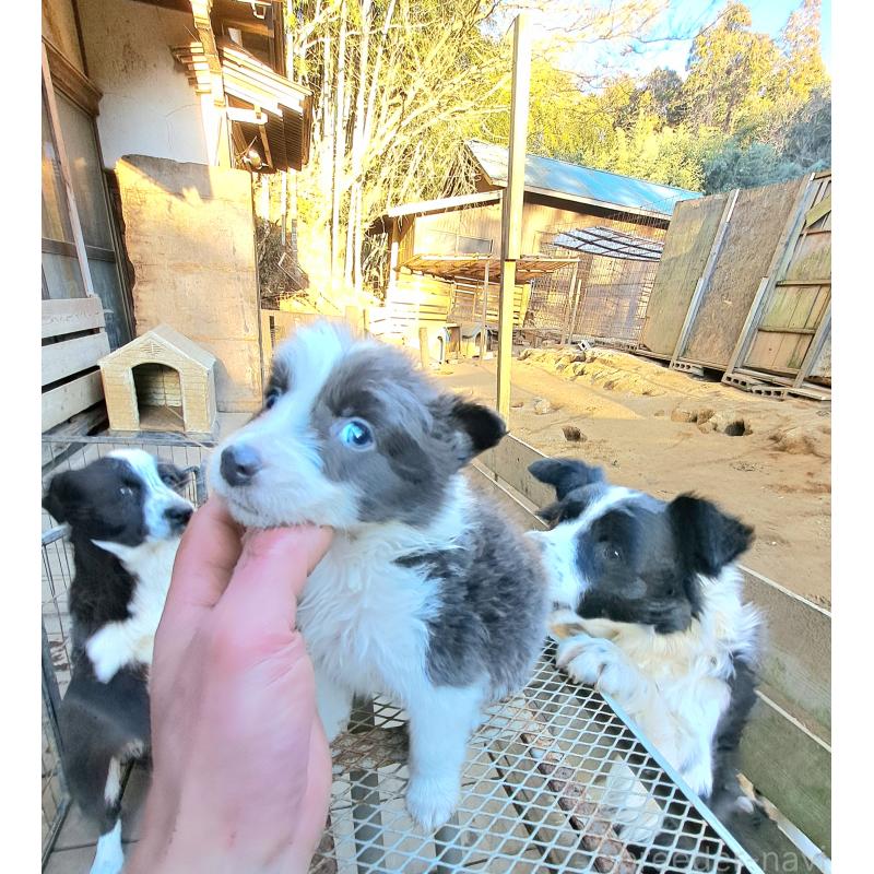 販売中の千葉県のミックス犬-441078の11枚目