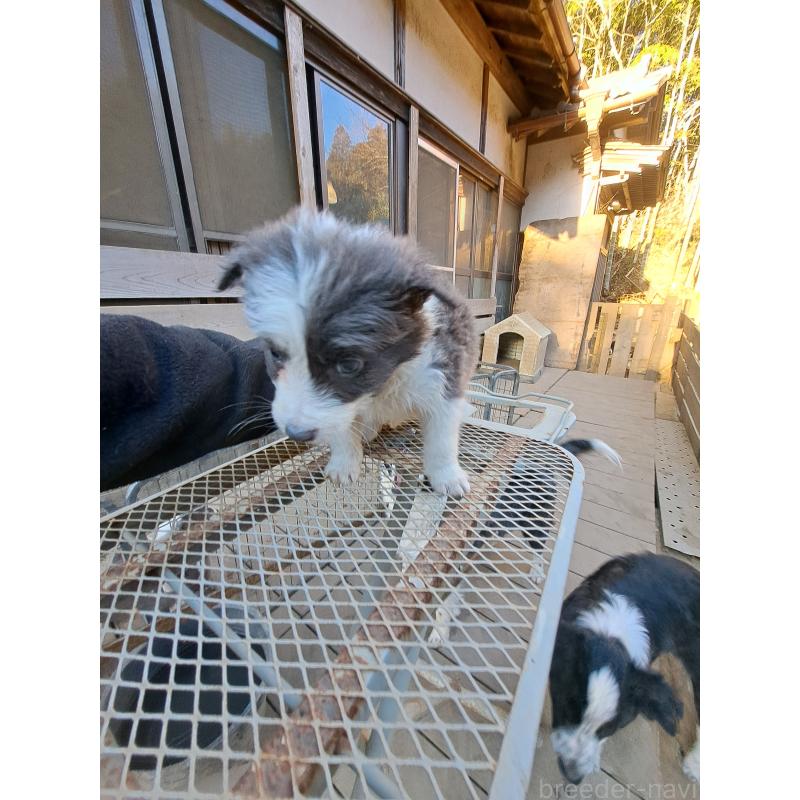 販売中の千葉県のミックス犬-441078の10枚目