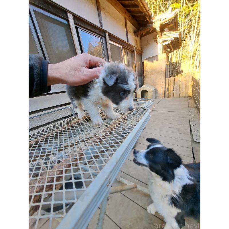 販売中の千葉県のミックス犬-441078の9枚目