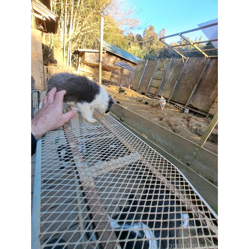 販売中の千葉県のミックス犬-441078の8枚目