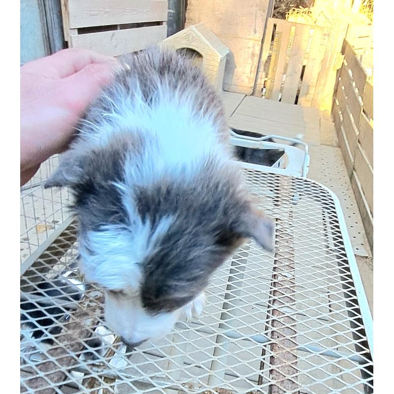 販売中の千葉県のミックス犬-441078の7枚目