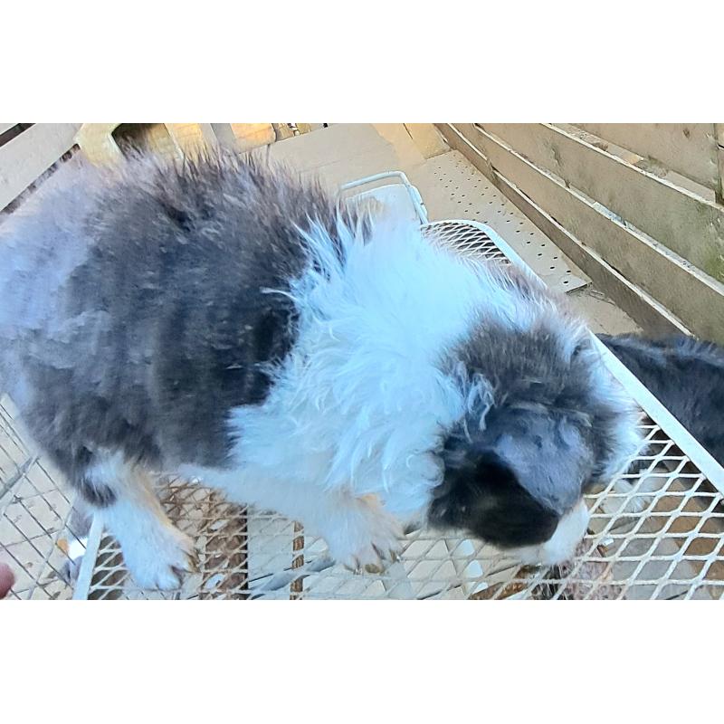 販売中の千葉県のミックス犬-441078の6枚目