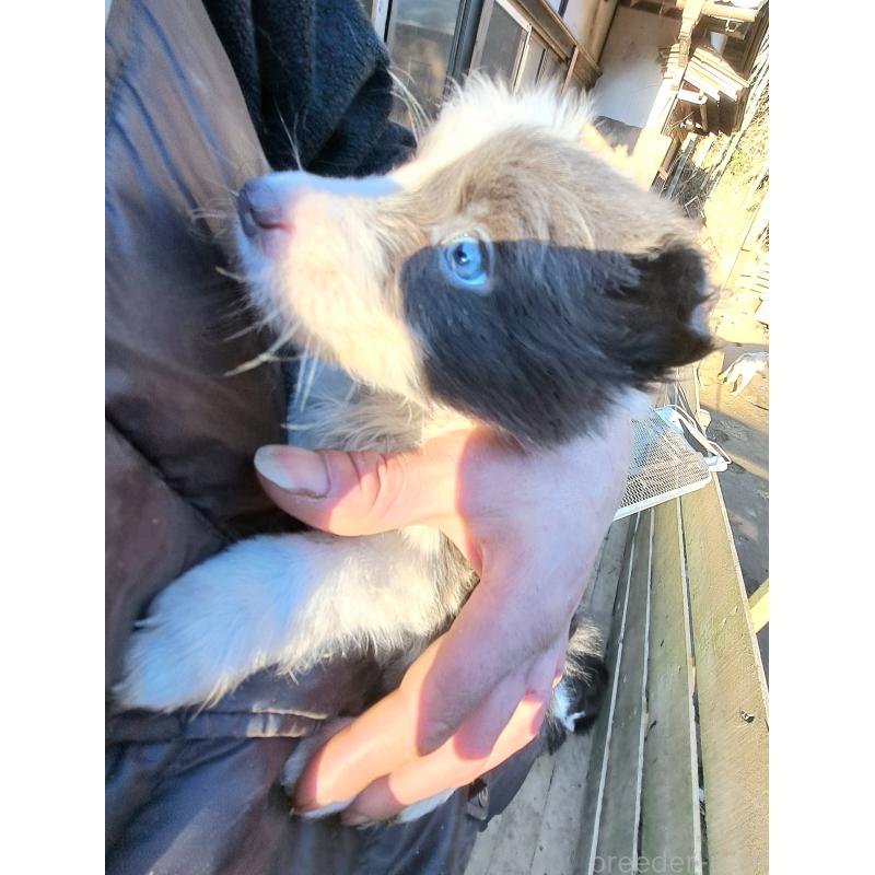 販売中の千葉県のミックス犬-441078の5枚目