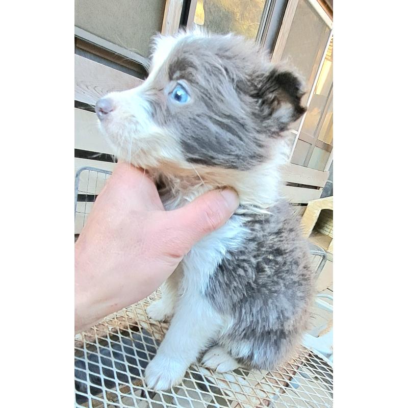 販売中の千葉県のミックス犬-441078の1枚目