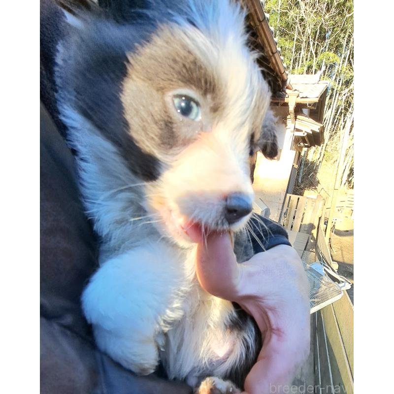 販売中の千葉県のミックス犬-441078の4枚目