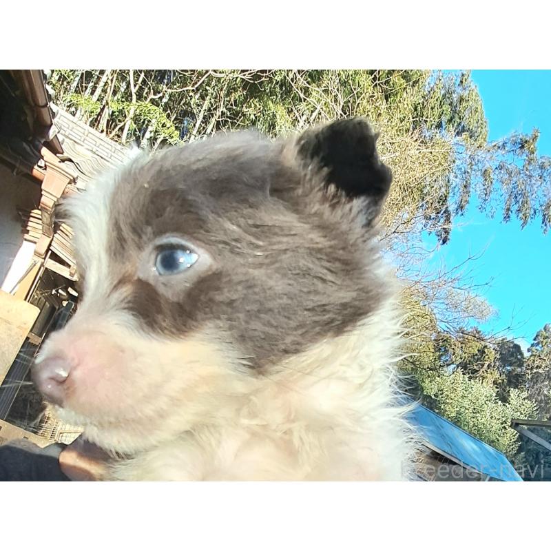 販売中の千葉県のミックス犬-441078の3枚目