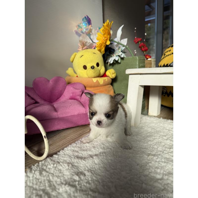 成約済の宮崎県のチワワ(ロングコート)-438832の9枚目