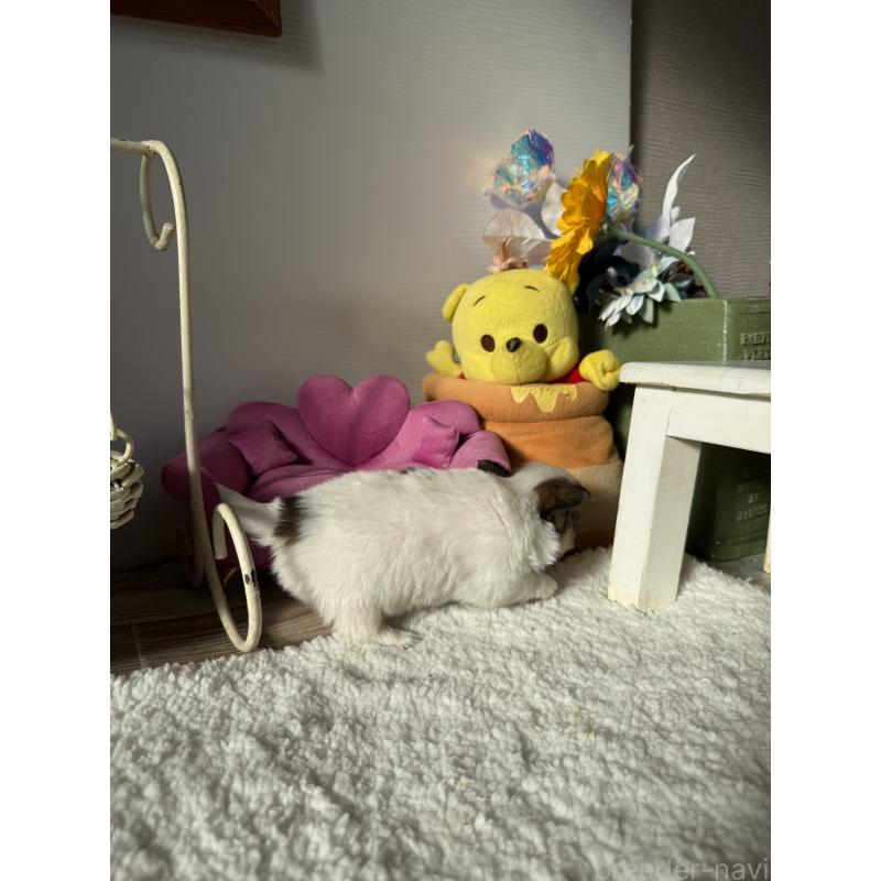 成約済の宮崎県のチワワ(ロングコート)-438832の8枚目