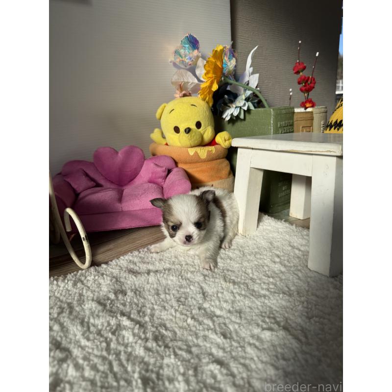 成約済の宮崎県のチワワ(ロングコート)-438832の7枚目