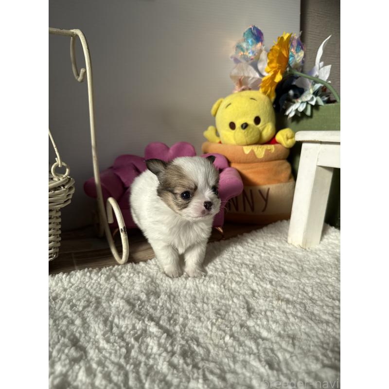 成約済の宮崎県のチワワ(ロングコート)-438832の6枚目