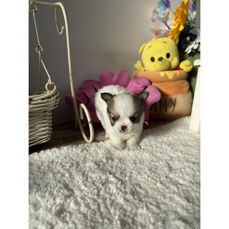 成約済の宮崎県のチワワ(ロングコート)-438832の5枚目