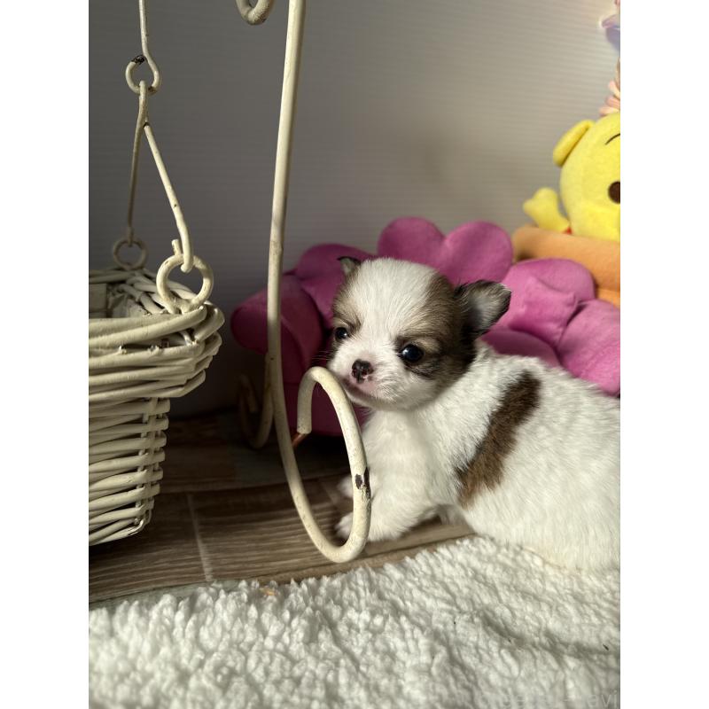 成約済の宮崎県のチワワ(ロングコート)-438832の3枚目