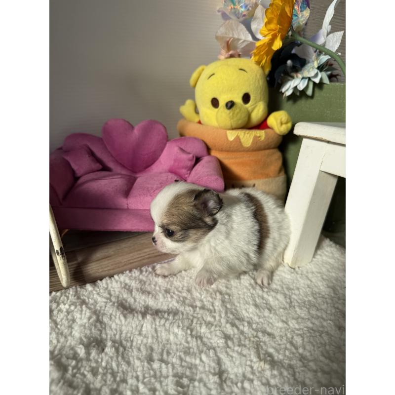 成約済の宮崎県のチワワ(ロングコート)-438832の2枚目