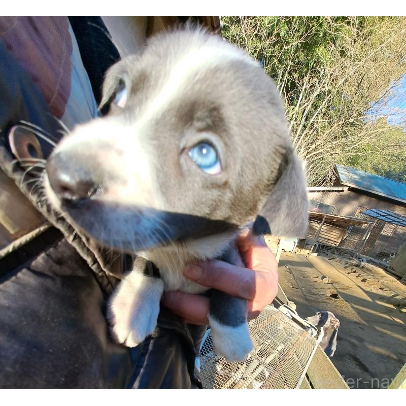 販売中の千葉県のミックス犬-441079