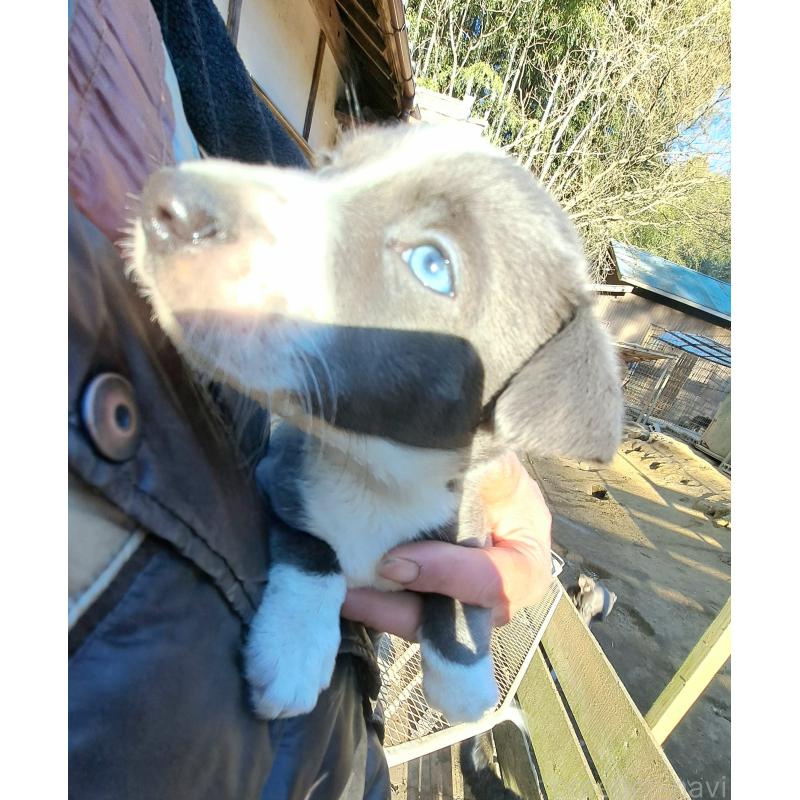 販売中の千葉県のミックス犬-441079の3枚目