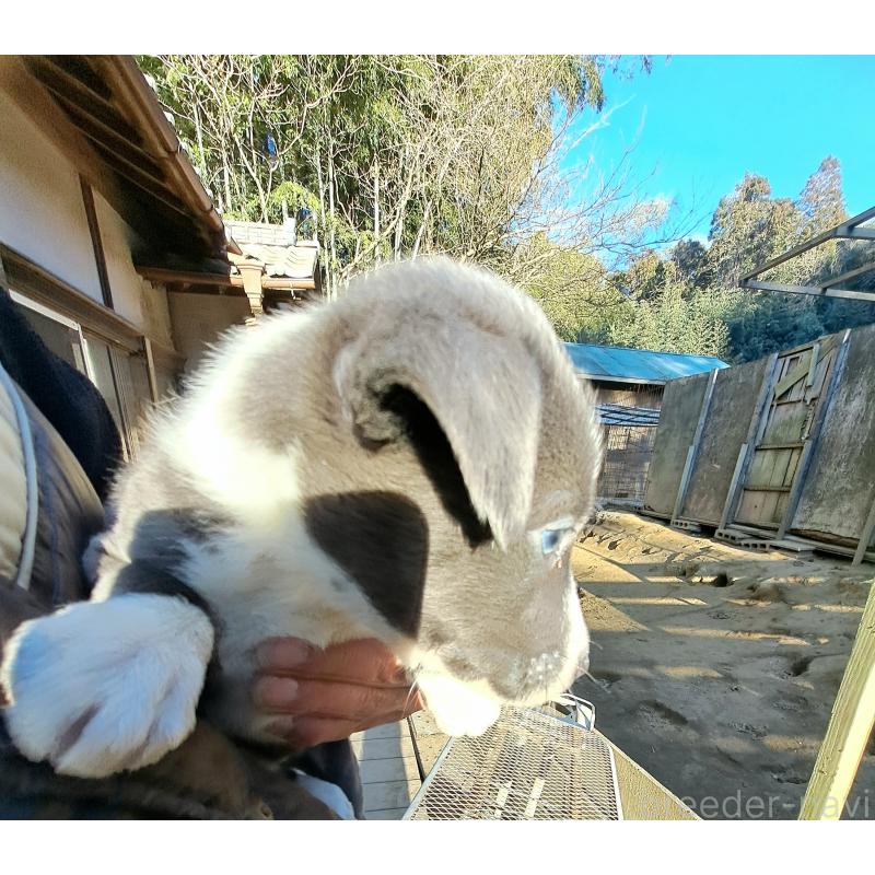 販売中の千葉県のミックス犬-441079の2枚目