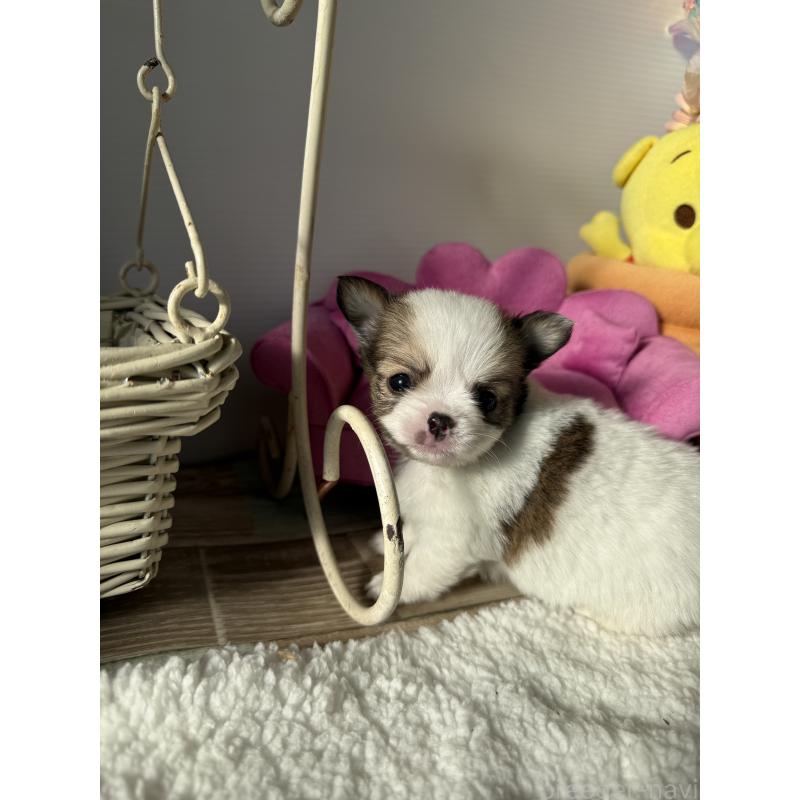 販売中の宮崎県のチワワ(ロングコート)-438832