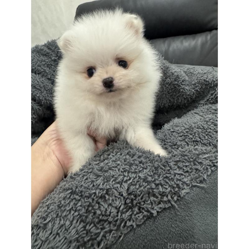 販売中の埼玉県のポメラニアン-439415の4枚目